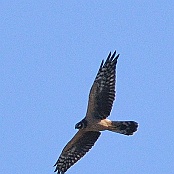 Pallid Harrier  "Circus macrourus"